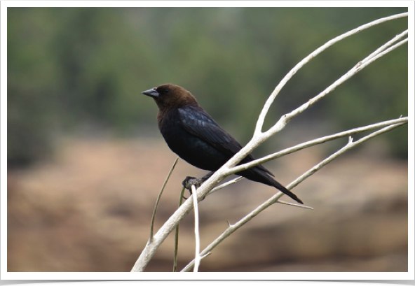 Brown-headed Cowbird